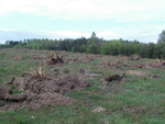 Etap II - Wycinanie drzew i wyrywanie korzeni
